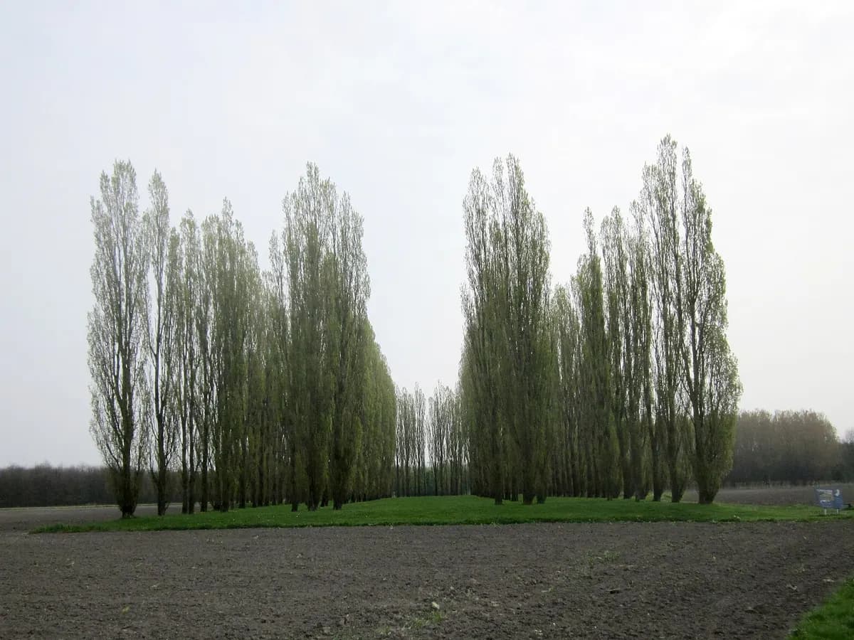 Almere: populieren geplant in de plattegrond van een kathedraal, als landschapskunstwerk in de polder